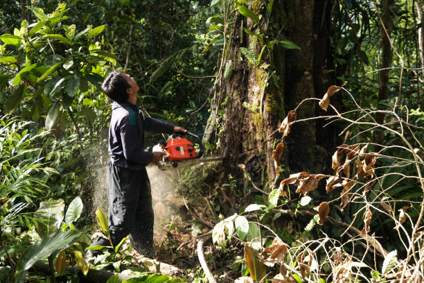 Trusted American Falls, ID Tree Services Experts